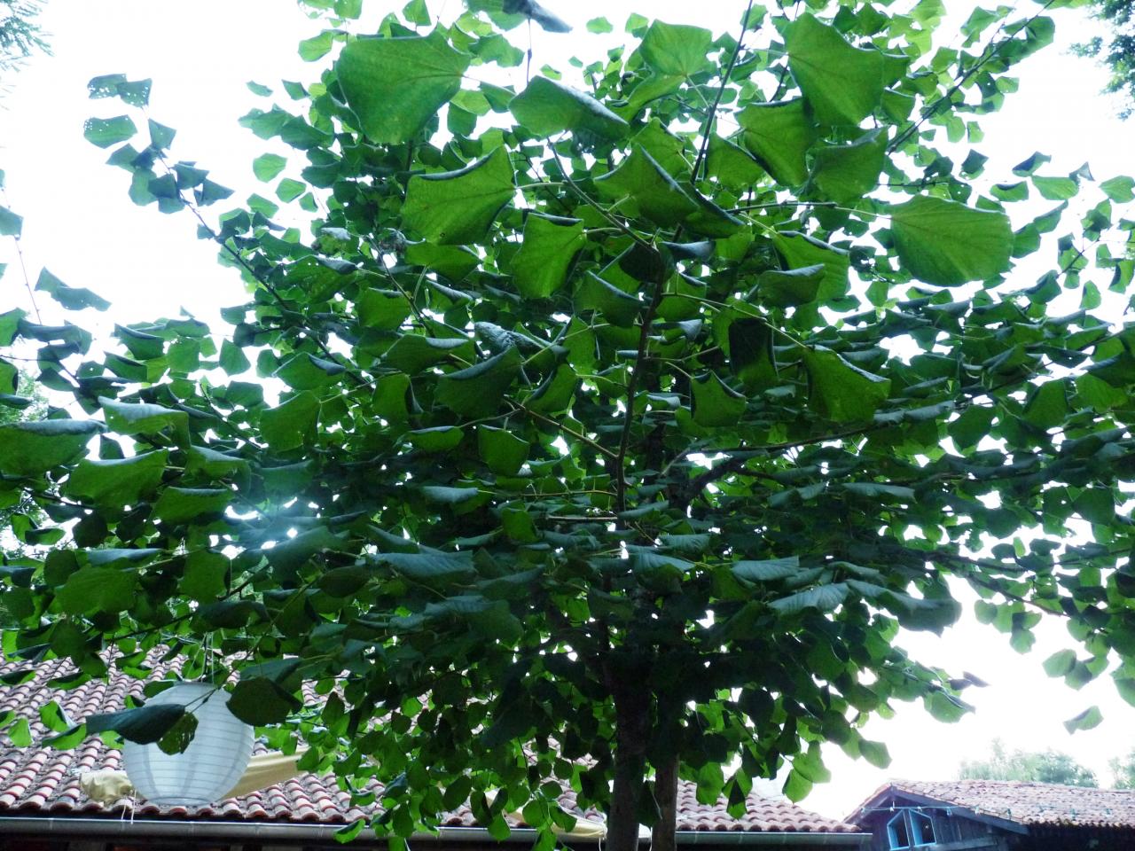 P1050455